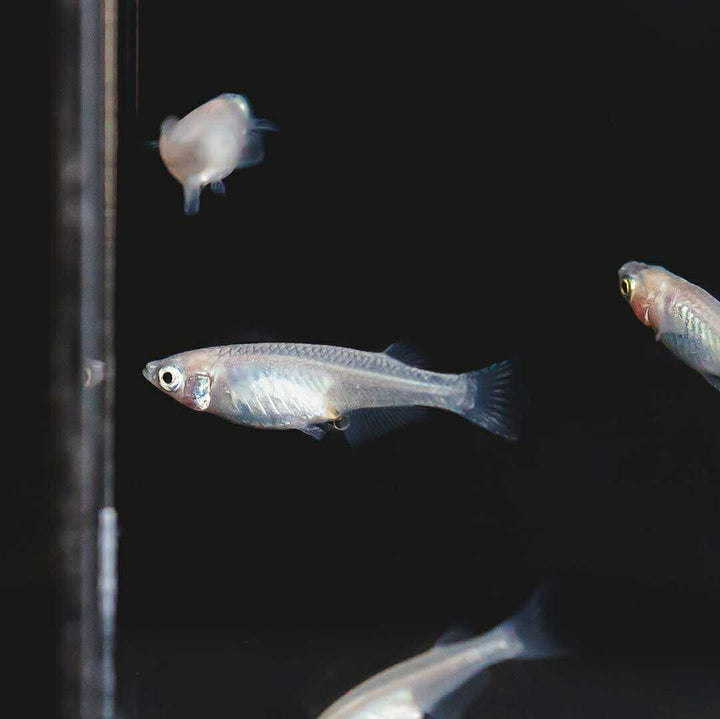 メダカ | ピュアホワイトメダカ稚魚10匹セット - 産卵サイズ・厳選種 для Аквариум