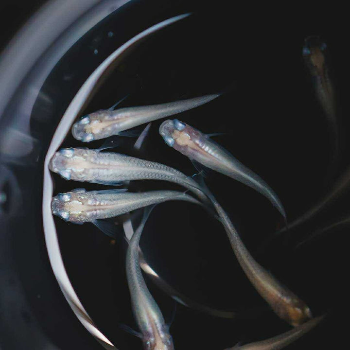 メダカ | ピュアホワイトメダカ稚魚10匹セット - 産卵サイズ・厳選種 для Аквариум