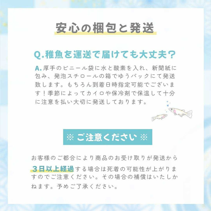 メダカ | ピュアホワイトメダカ稚魚10匹セット - 産卵サイズ・厳選種 для Аквариум