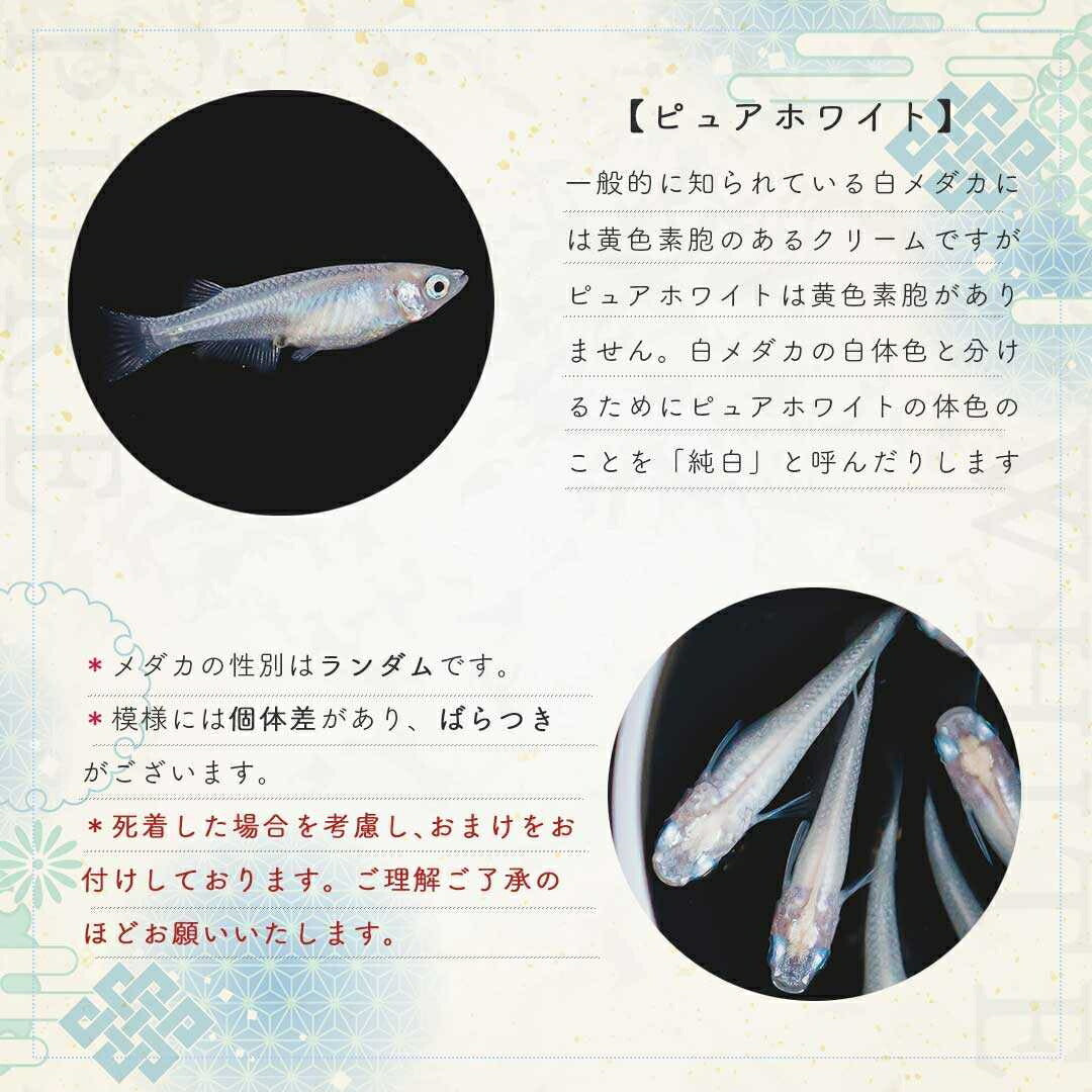 メダカ | ピュアホワイトメダカ稚魚10匹セット - 産卵サイズ・厳選種 для Аквариум