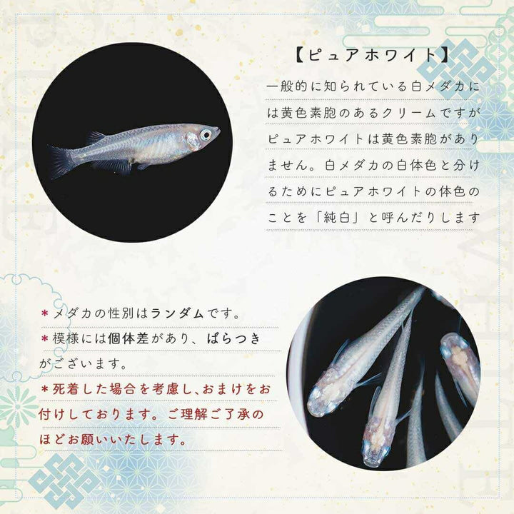 メダカ | ピュアホワイトメダカ稚魚10匹セット - 産卵サイズ・厳選種 для Аквариум