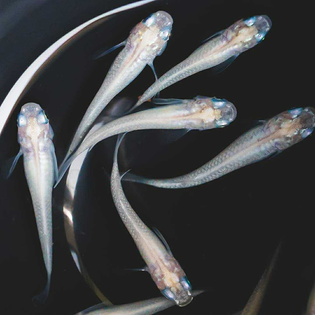 メダカ | ピュアホワイトメダカ稚魚10匹セット - 産卵サイズ・厳選種 для Аквариум