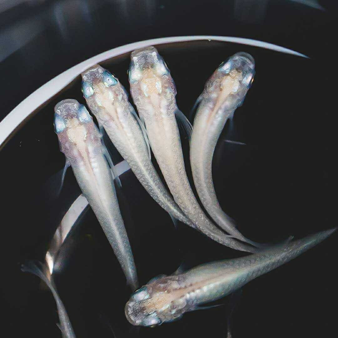 メダカ | ピュアホワイトメダカ稚魚10匹セット - 産卵サイズ・厳選種 для Аквариум