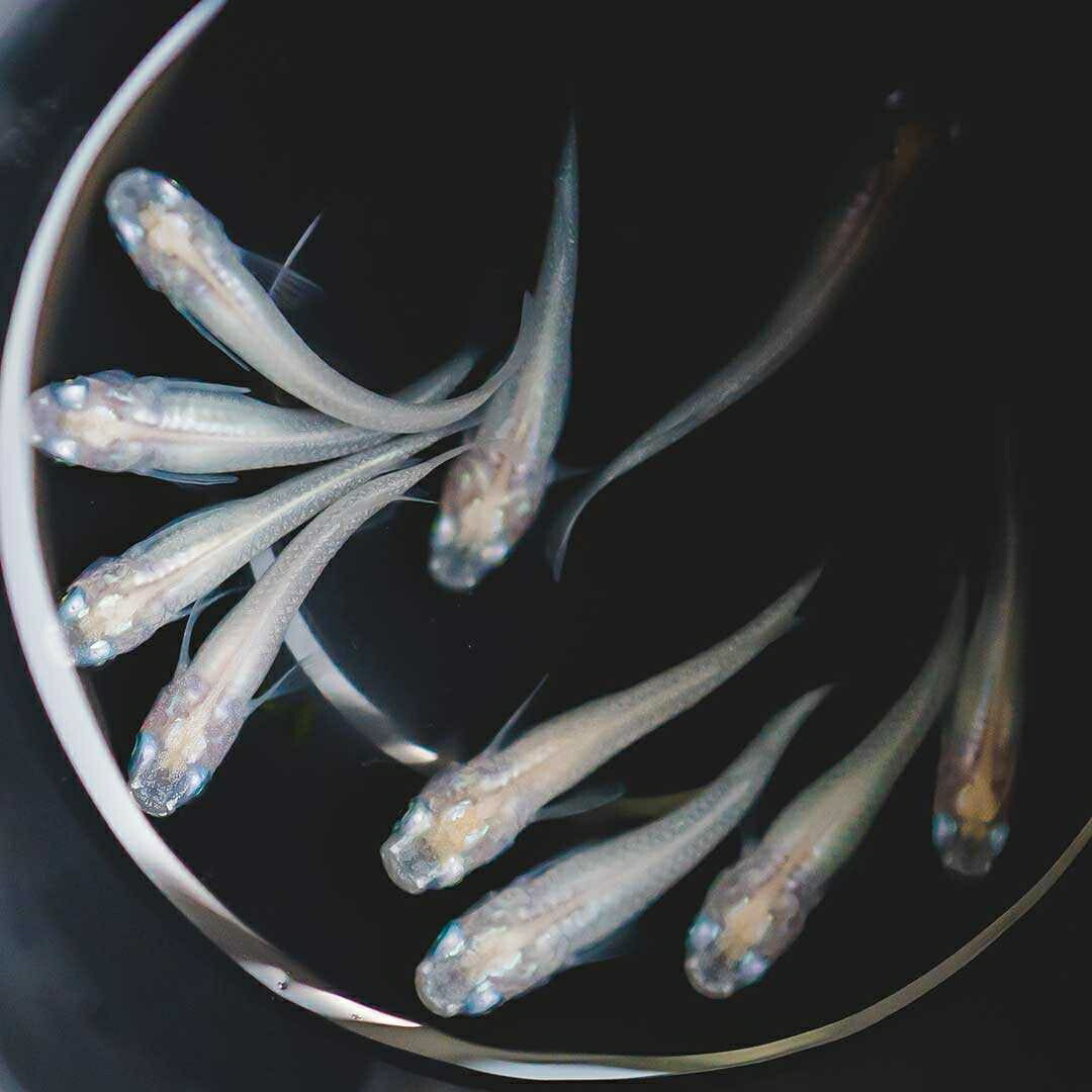 メダカ | ピュアホワイトメダカ稚魚10匹セット - 産卵サイズ・厳選種 для Аквариум