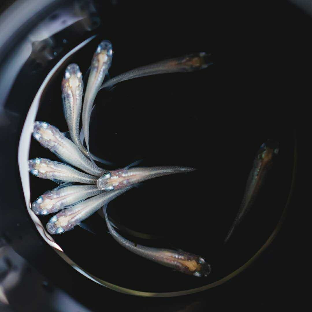 メダカ | ピュアホワイトメダカ稚魚10匹セット - 産卵サイズ・厳選種 для Аквариум