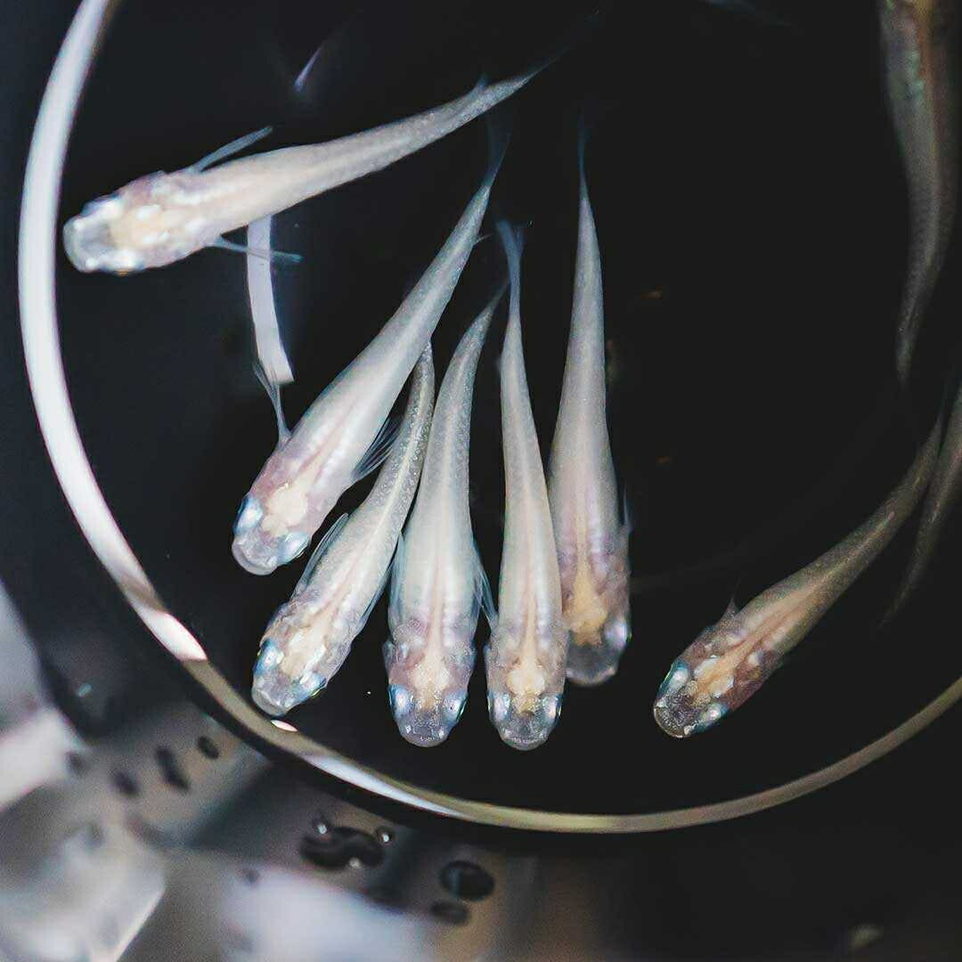 メダカ | ピュアホワイトメダカ稚魚10匹セット - 産卵サイズ・厳選種 для Аквариум