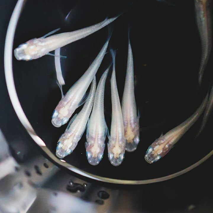 メダカ | ピュアホワイトメダカ稚魚10匹セット - 産卵サイズ・厳選種 для Аквариум