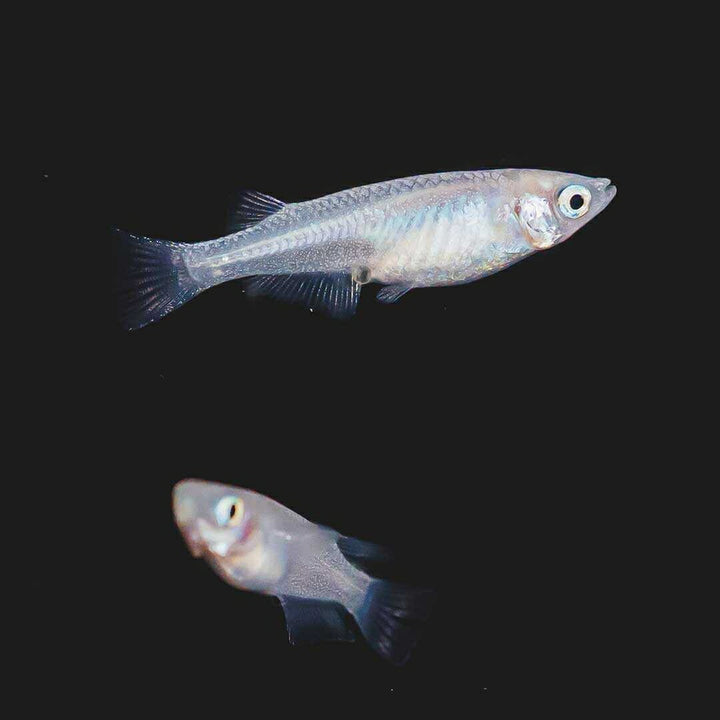 メダカ | ピュアホワイトメダカ稚魚10匹セット - 産卵サイズ・厳選種 для Аквариум