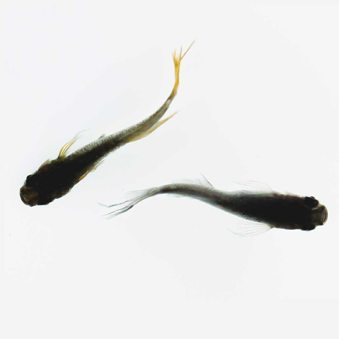メダカ | ブラックスワローヒカリメダカ 卵 15個セット（おまけ付き）- アクアリウム用安心飼育キット