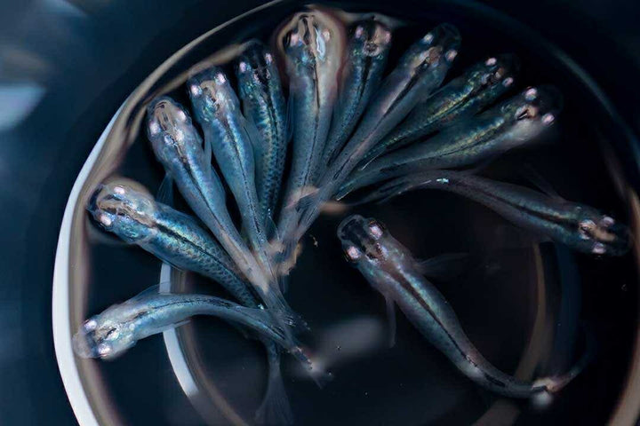 メダカ | マリンブルーメダカ 成魚ペアセット + 保証付き