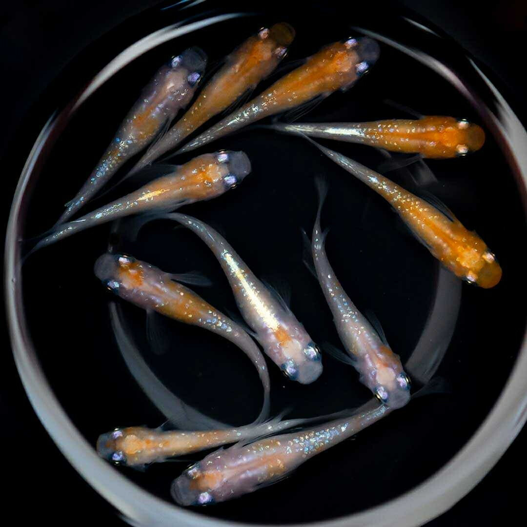 メダカ | 凛華紅白ラメメダカ 成魚ペア+保証付き - アクアリウム用品