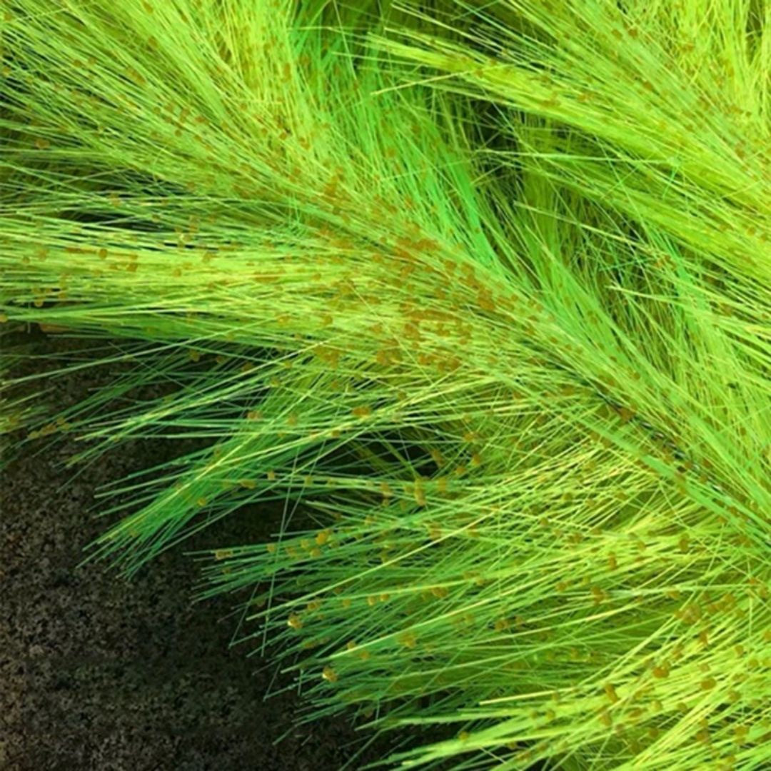 ペットグッズ | 錦鯉・コイ用産卵床セット5個 - 水槽・アクアリウム対応