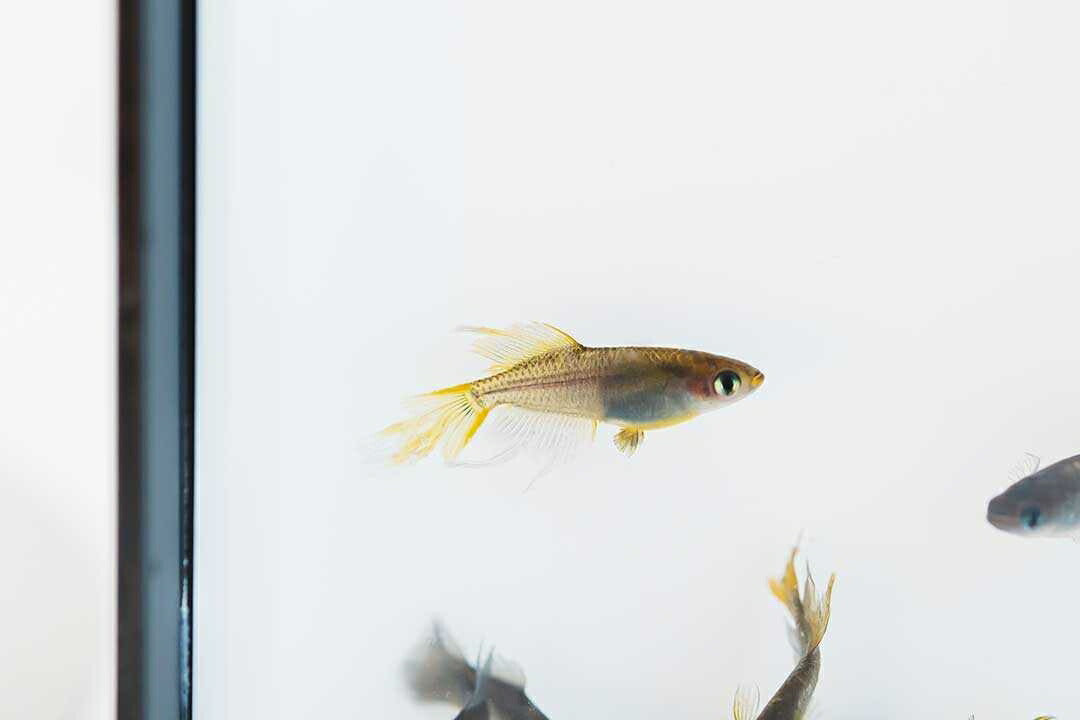 メダカ | 信玄ブラックスワローヒカリメダカ 成魚ペアセット +保証付