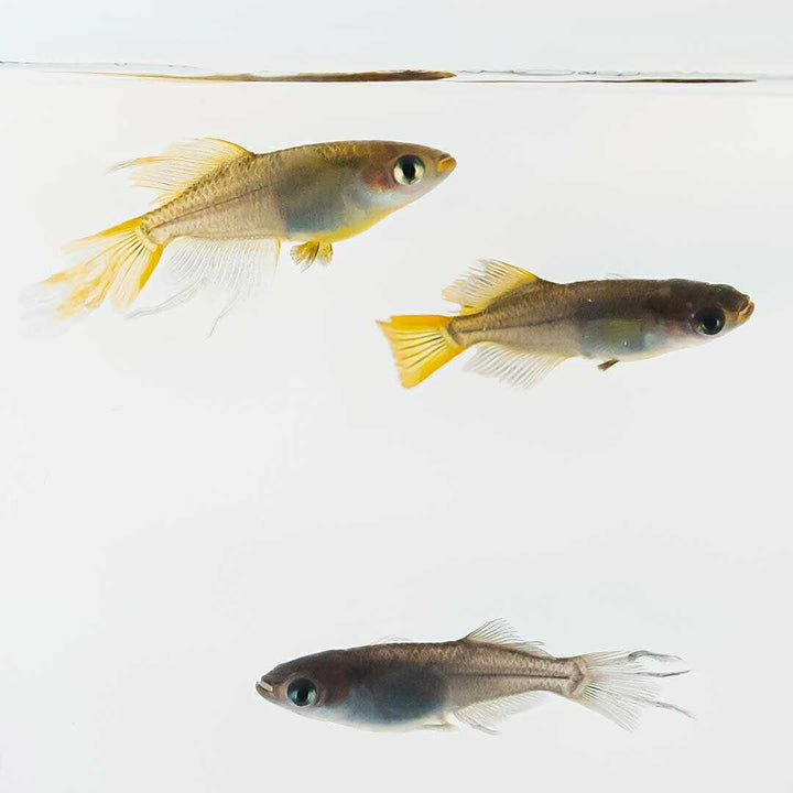 メダカ | 信玄ブラックスワローヒカリメダカ 成魚ペアセット +保証付