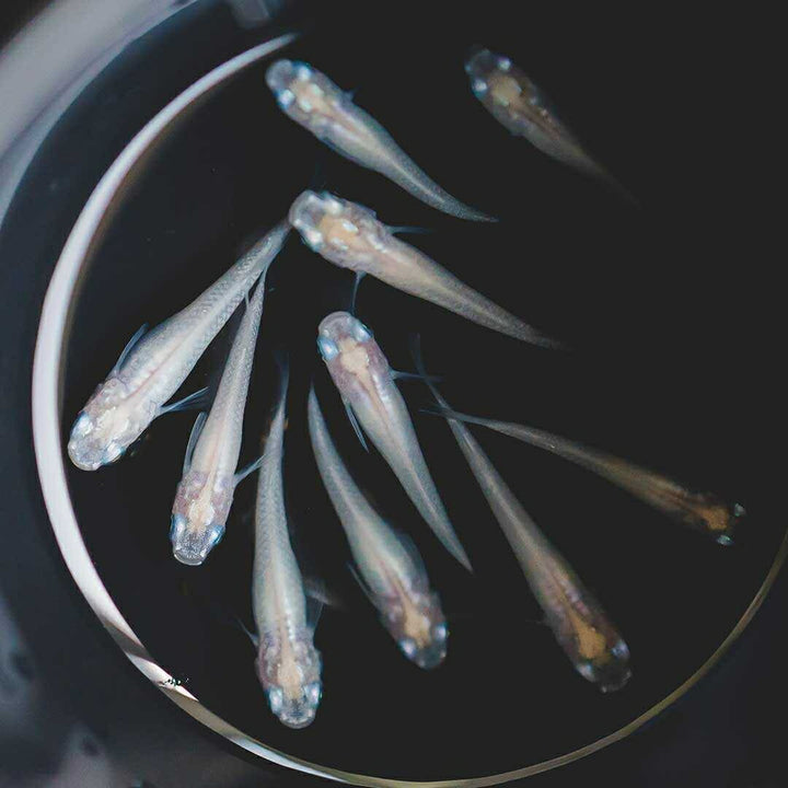 メダカ | ピュアホワイトメダカ 成魚10匹セット アクアリウム用