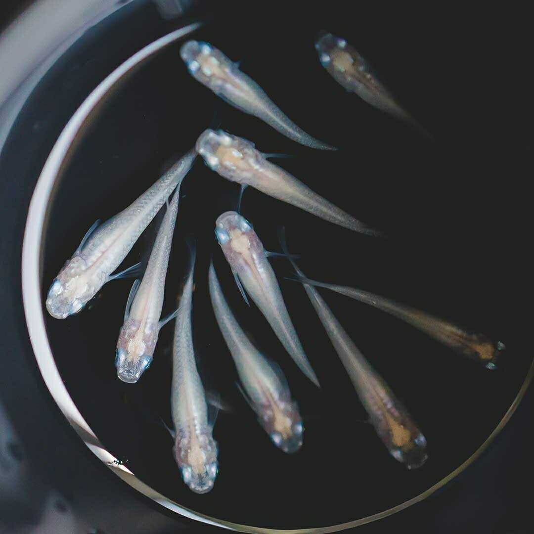 メダカ | ピュアホワイトメダカ 成魚産卵サイズ 120匹セット（保証付き）