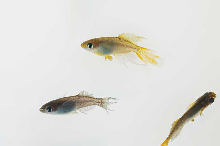 メダカ | ブラックスワローヒカリメダカ 卵 15個セット（おまけ付き）- アクアリウム用安心飼育キット