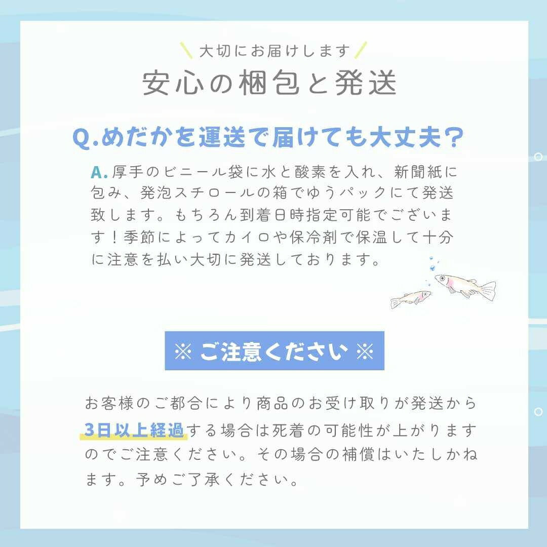 メダカ | 信玄ブラックスワローヒカリメダカ 4ペア成魚セット 泳ぐ宝石