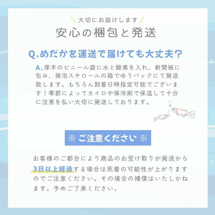 メダカ | 信玄ブラックスワローヒカリメダカ 4ペア成魚セット 泳ぐ宝石
