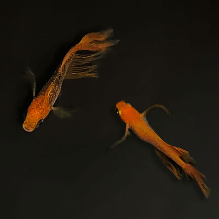 メダカ | 竜章鳳姿メダカ成魚セット 10匹【産卵サイズ・保証付き】