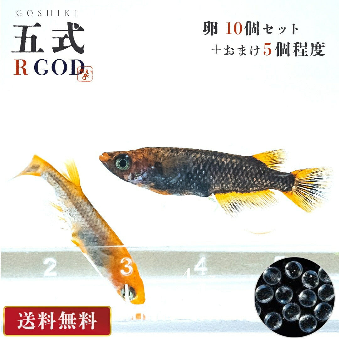 メダカ | 五式タイプRメダカ卵セット 10+5個おまけ 泳ぐ宝石 for アクアリウム
