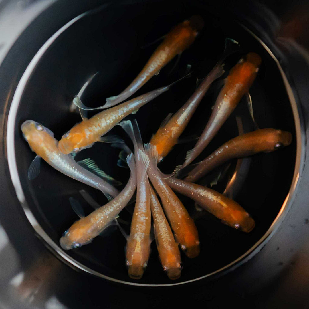 メダカ | 紅白メダカ成魚ペア - 産卵サイズの観賞用淡水魚