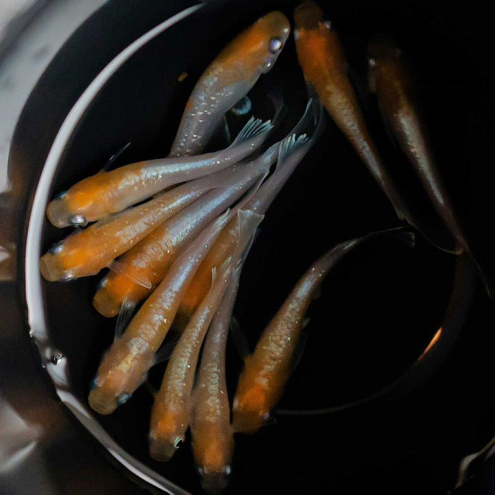 メダカ | 紅白メダカ成魚ペア - 産卵サイズの観賞用淡水魚