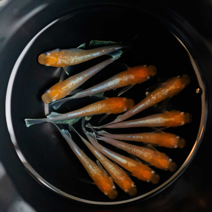 メダカ | 紅白メダカ成魚ペア - 産卵サイズの観賞用淡水魚