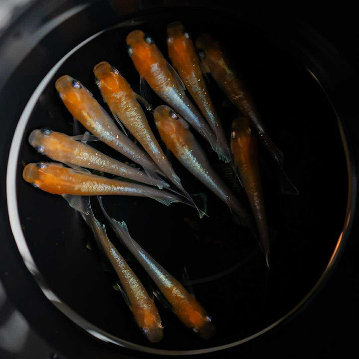 メダカ | 紅白メダカ成魚ペア - 産卵サイズの観賞用淡水魚