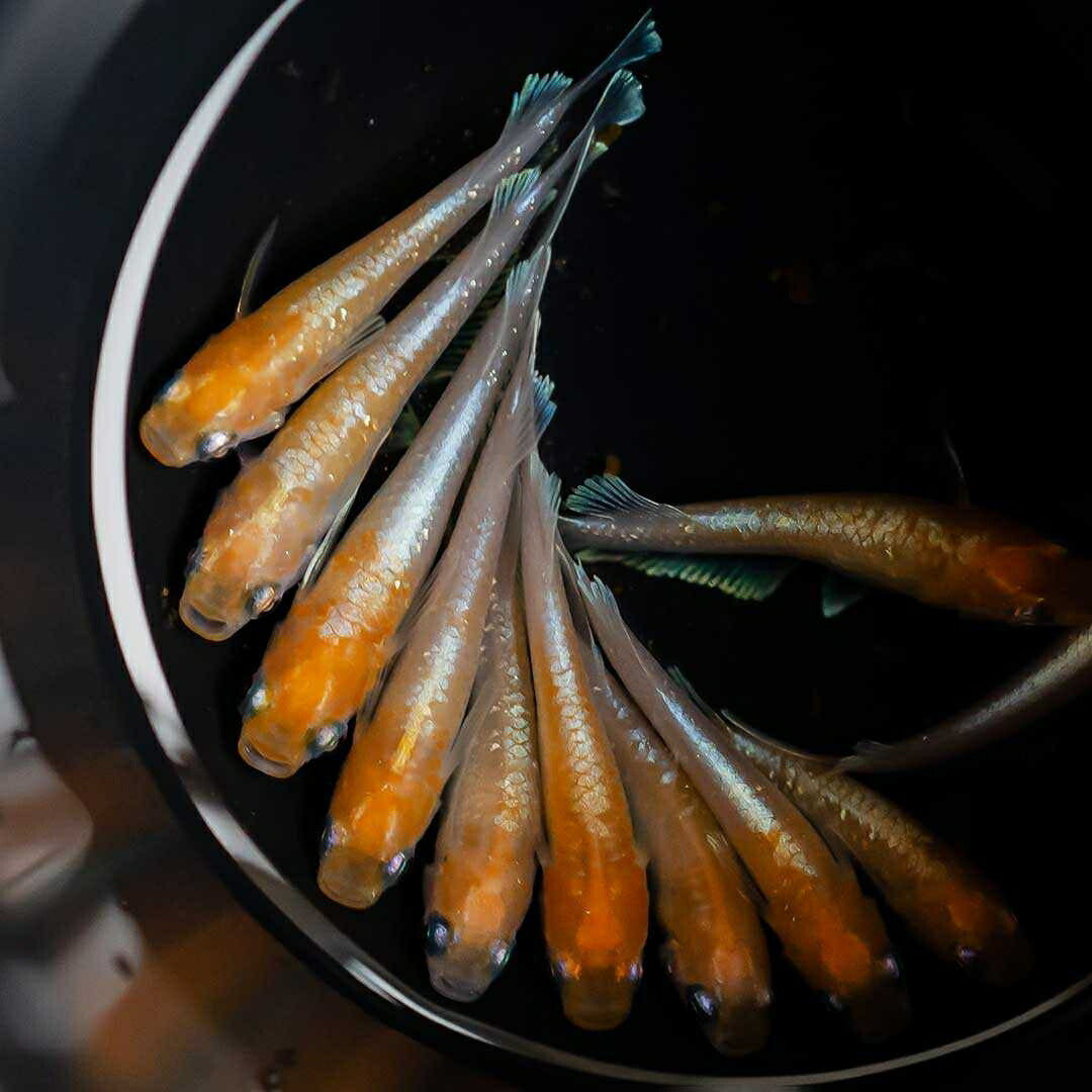 メダカ | 紅白メダカ成魚ペア - 産卵サイズの観賞用淡水魚