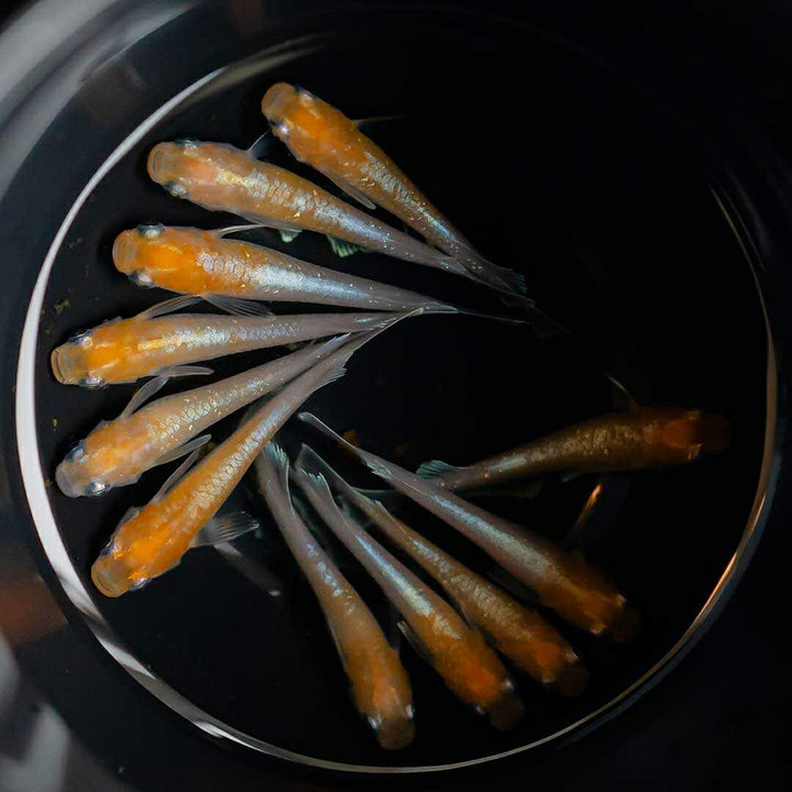 メダカ | 紅白メダカ成魚ペア - 産卵サイズの観賞用淡水魚