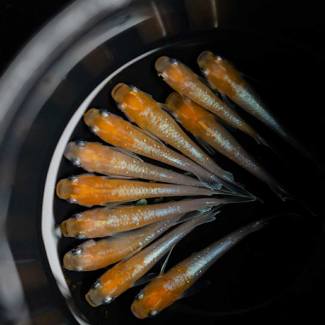 メダカ | 紅白メダカ成魚ペア - 産卵サイズの観賞用淡水魚