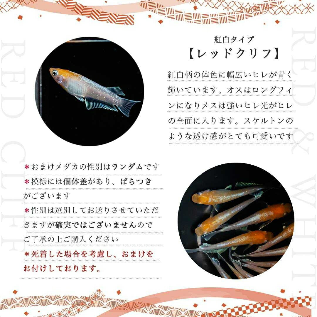 メダカ | 紅白メダカ成魚ペア - 産卵サイズの観賞用淡水魚