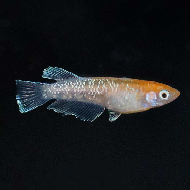メダカ | 紅白メダカ成魚ペア - 産卵サイズの観賞用淡水魚