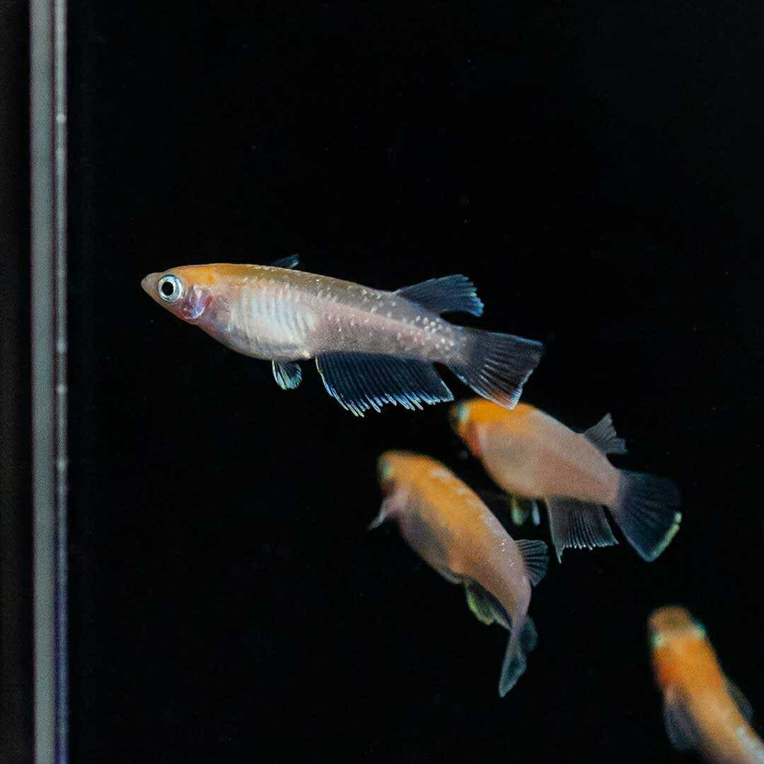 メダカ | 紅白メダカ成魚ペア - 産卵サイズの観賞用淡水魚