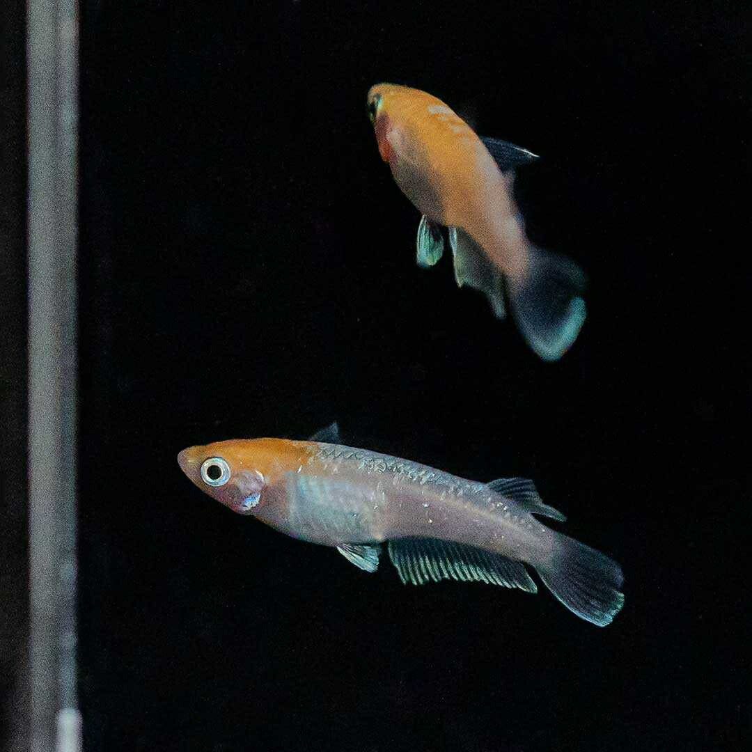 メダカ | 紅白メダカ成魚ペア - 産卵サイズ・保証付き