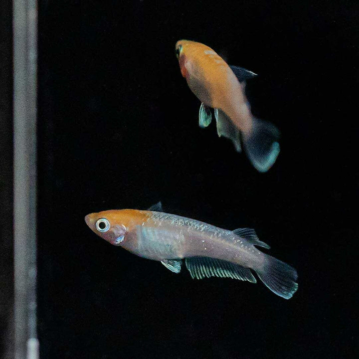 メダカ | 紅白メダカ成魚ペア - 産卵サイズの観賞用淡水魚
