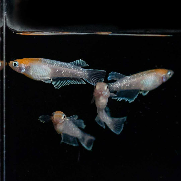 メダカ | 紅白メダカ成魚ペア - 産卵サイズの観賞用淡水魚