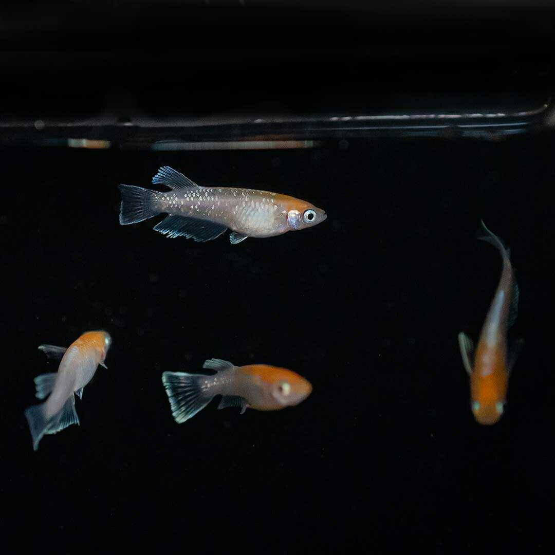 メダカ | 紅白メダカ成魚ペア - 産卵サイズの観賞用淡水魚