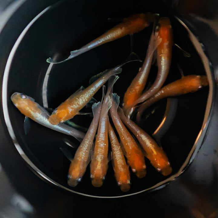メダカ | 紅白メダカ成魚ペア - 産卵サイズの観賞用淡水魚