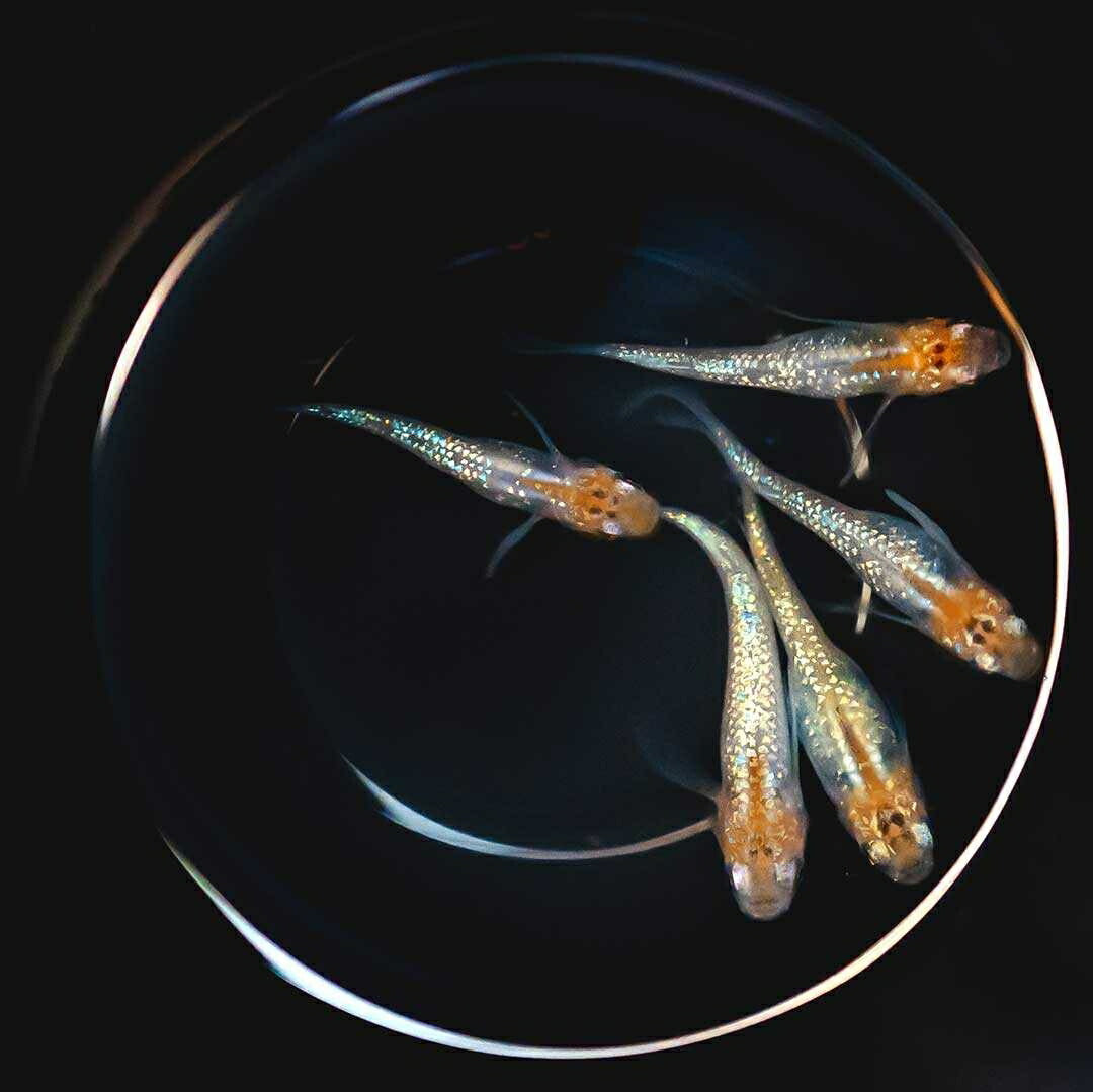 メダカ | 忘却の翼ラメメダカ 成魚ペアセット + 保証付き