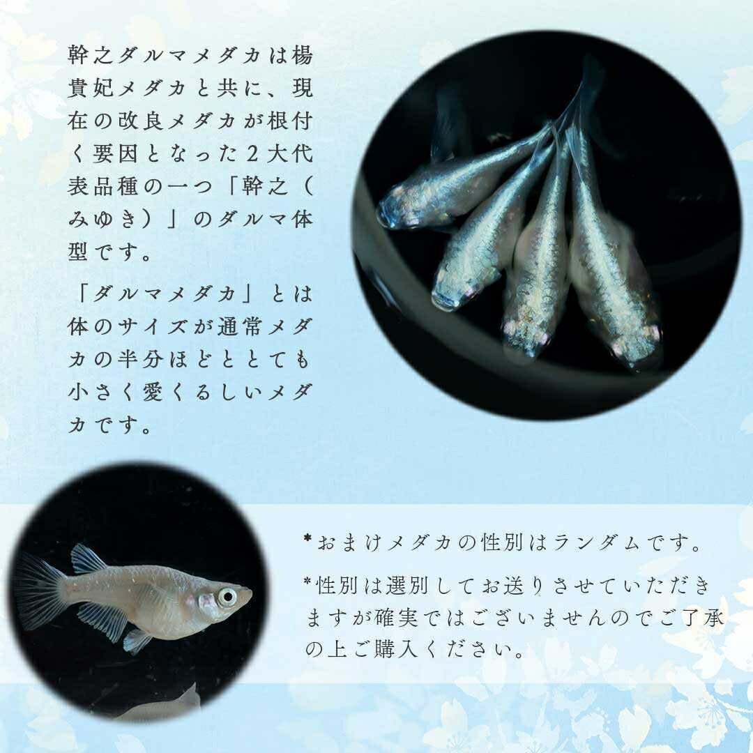 メダカ | 幹之ダルマメダカ成魚ペア - 種親クラスの美しい観賞用