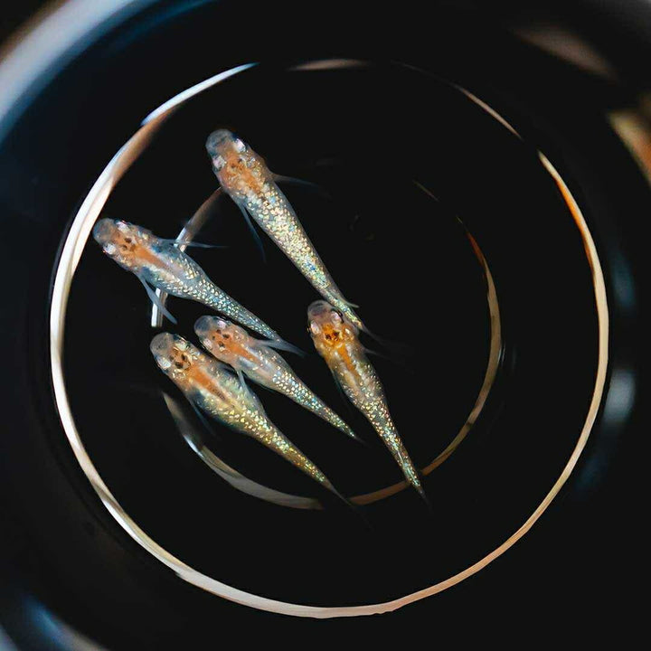 メダカ | 忘却の翼ラメメダカ成魚ペア - アクアリウム用厳選種