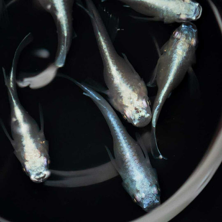 メダカ | 幹之ダルマメダカ成魚ペア - 種親クラスの美しい観賞用