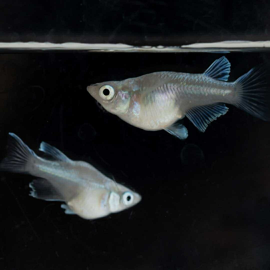 メダカ | 幹之ダルマメダカ成魚ペア - 種親クラスの美しい観賞用