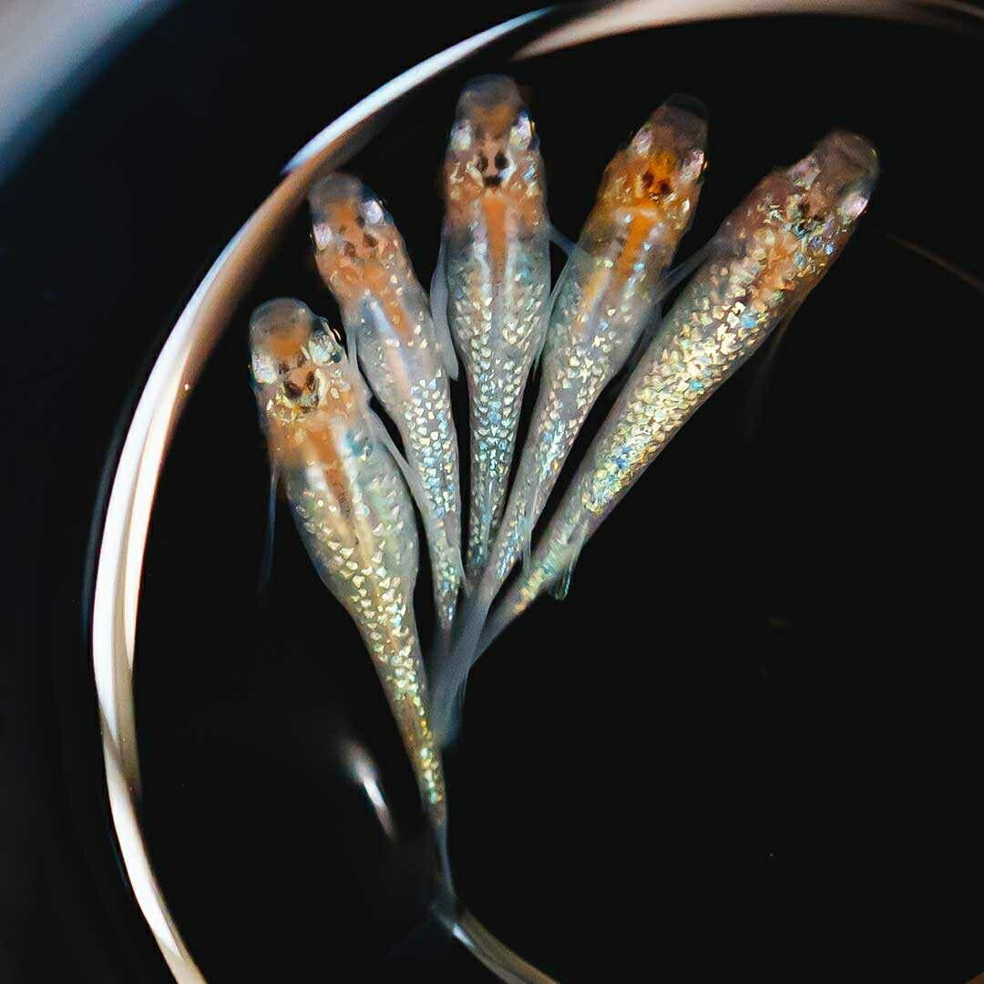 メダカ | 忘却の翼ラメメダカ 成魚ペアセット + 保証付き