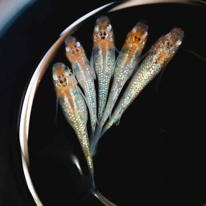メダカ | 忘却の翼ラメメダカ 成魚ペアセット + 保証付き