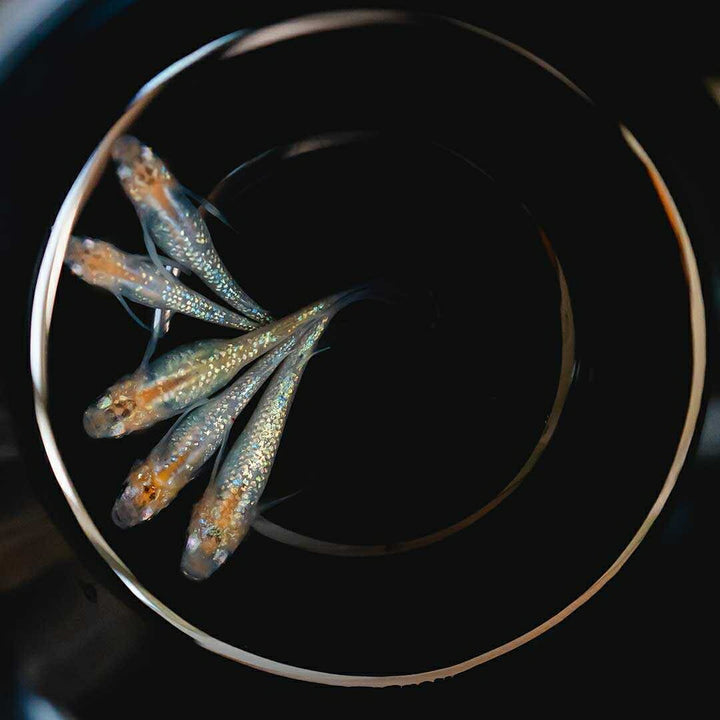 メダカ | 忘却の翼ラメメダカ成魚ペア - アクアリウム用厳選種