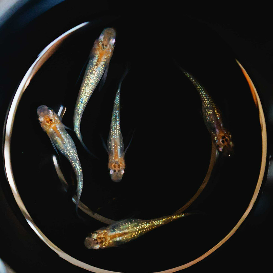 メダカ | 忘却の翼ラメメダカ 成魚ペアセット + 保証付き