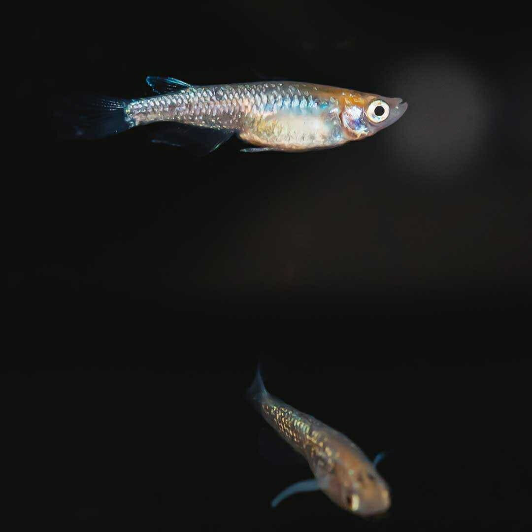 メダカ | 忘却の翼ラメメダカ 成魚ペアセット + 保証付き